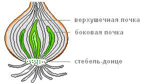 Осторожно разрежьте луковицу вдоль найдите видоизмененные листья и почки