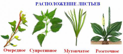 Расположение листьев на побегах по нескольку в узле (три и более) 1)очередным 2) 3)спиральным 4) мут