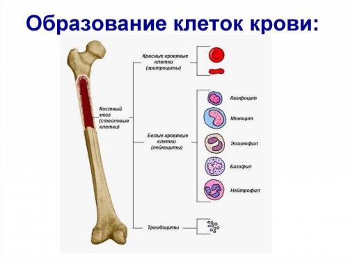 1) каков состав внутренней среды ? в чем её значение для организма? 2) каковы строение и функции эри