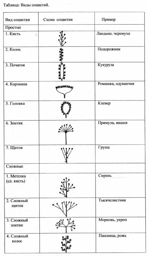 Соцветие, схема, растения. напишите по этим категориям