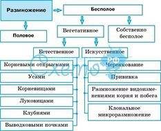 Таблица на тему половое и бесполое размножения