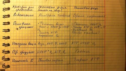 Какие процессы протекают и какие вещества образуются в световую фазу фотосинтеза