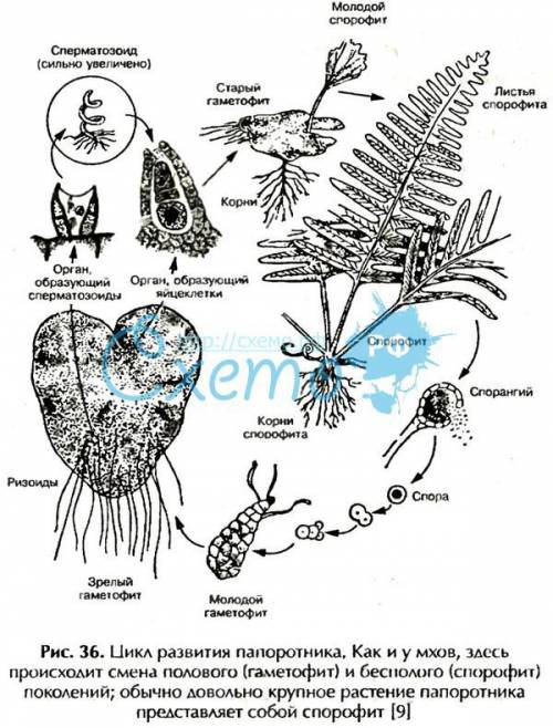 Для цикла развития папоротника характерно? ? а, оплодотворение без воды б,наличие однополого гаметоф