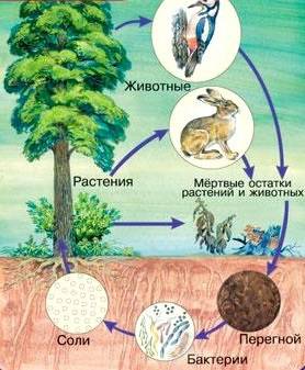 Как нарисовать схематично связи в природе 2 класс