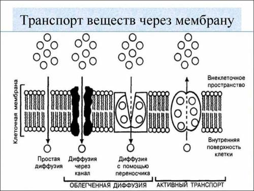 Напишите примеры активного и пассивного транспорта вещества через мембрану) нужно)