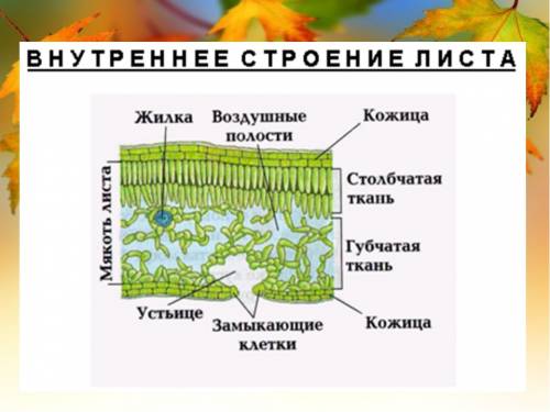 Внутреннее строение листа.записать значение каждой часть.