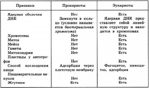 Сравнение строения клеток эукариот и прокариот комплекс гольджи