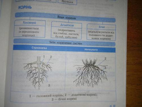 Какие бывают видоизменения корня их: видоизменение,строение и какую функцию они выполняют?