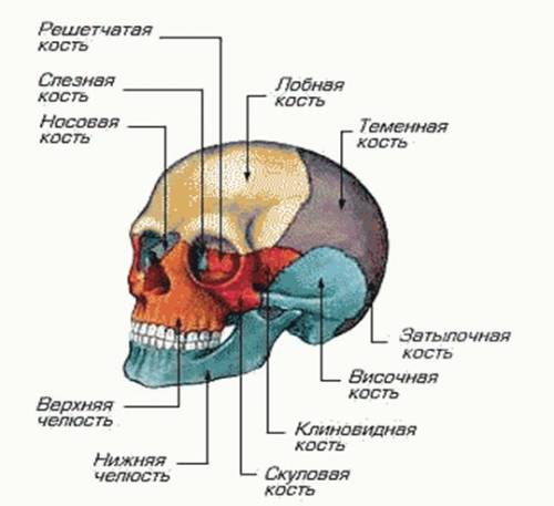 Какие бывают кости черепа? сколько их всего? (перечислить названия)