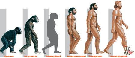 От каких обезьян произошли человекообразные