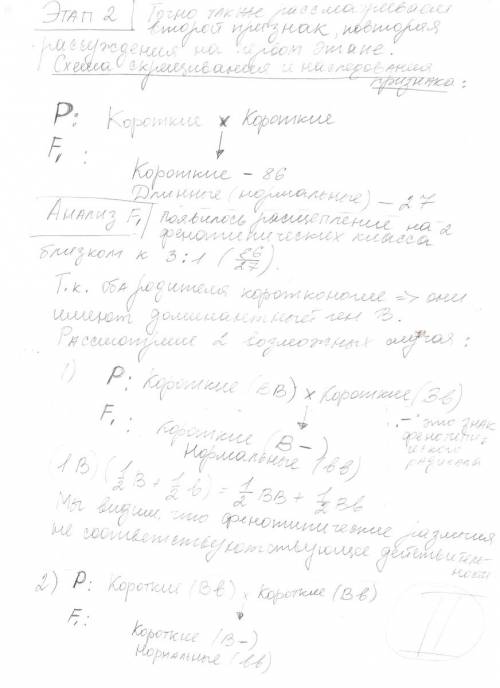 Усвиней біла щетина і коротконогість – домінантні ознаки, а чорна щетина і ноги нормальної довжини –