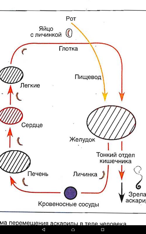 Напишите путь заражения .что сделать чтобы не заразиться ими?