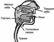 Органы дыхания человека. где расположены носовая полость, гортань, трахея, бронхи, легкие?