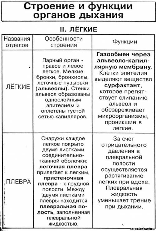 Строение дыхательной системы человека таблица 1) орган 2) строение 3)функции