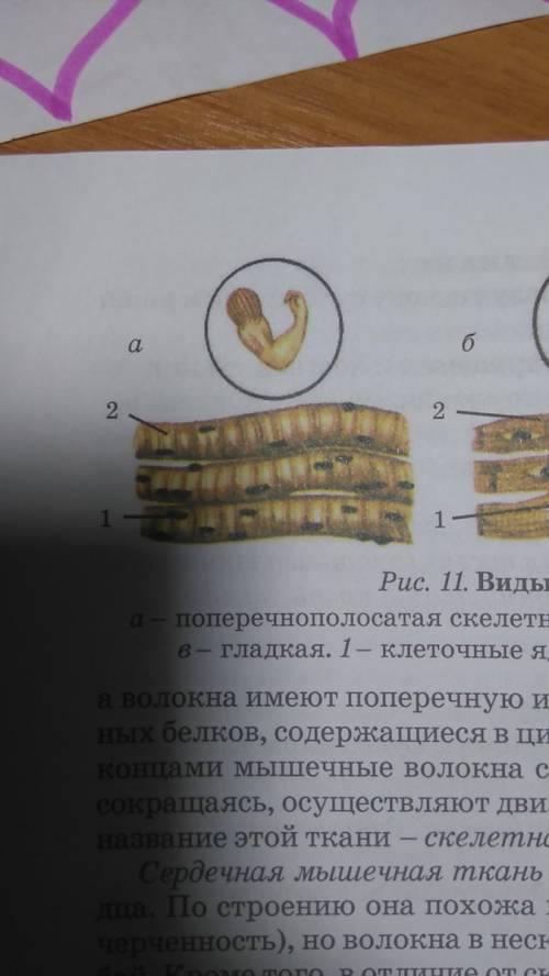 Почему мышцы назыввають поперечнополосатами