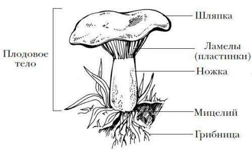 Какое строение имеют шляпочные грибы? основываясь на этих сведениях, обьясните, почему при сборе гри