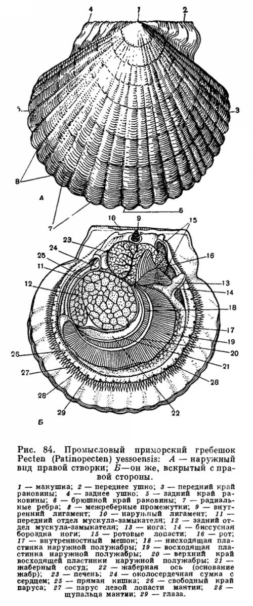 Дайте фото строения морского гребешка снутри и снаружи с обозначениями.