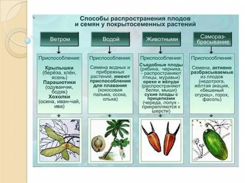 1.каким распространяются плоды и семена в природе ? 2.какие при для распространения имеют плоды или