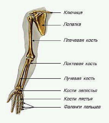 Назовите кости образующие скилет верхней конечности