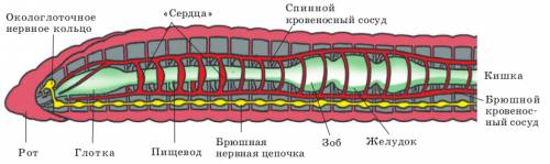 Нпишите продольный разрез тела кольчатого червя(полностью)