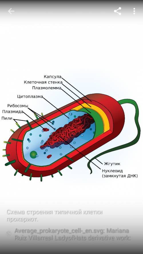 Какие внутриклеточные структуры есть у прокариот знания