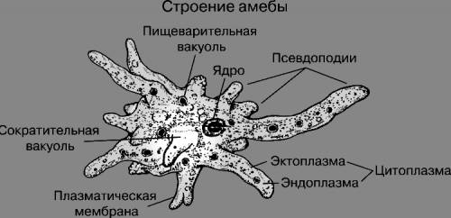 Сравните строение бактериальной клетки и простейшего .