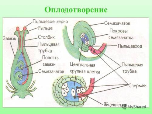 Составьте схему половой процесс у цветковых растений.