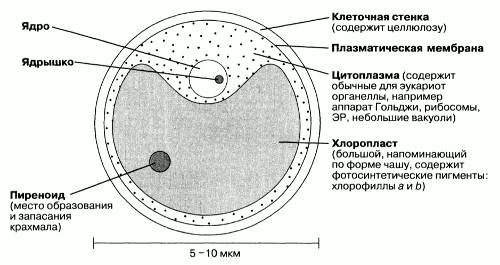 Состав хлореллы её цитоплазма и т.п