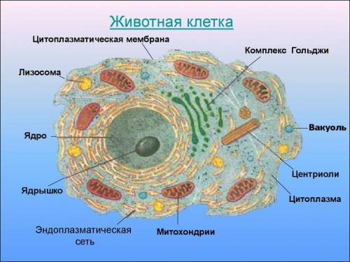 Эндоплазматическая сеть в клетке выполняет функцию 1) синтеза днк 2) синтеза и рнк 3) транспорта вещ