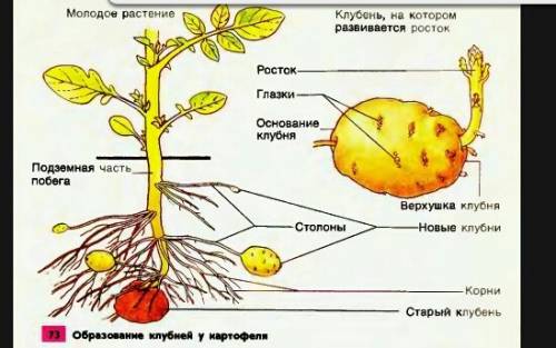 Лабораторняа работа по биологии 7 класс строение клубня