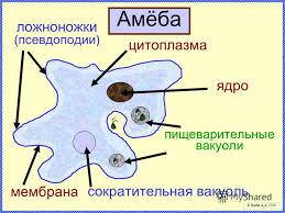 Написать строение амебы обыкновенной у кого есть фото то пришлите : )