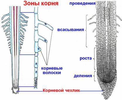 Почему митоз удобно наблюдать именно в клетках корешков лука? в какой зоне корня расположены активно