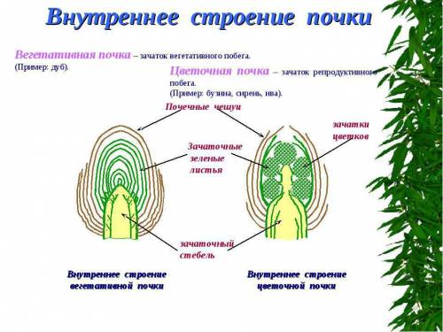 Какие особенности строения характерны для почки?