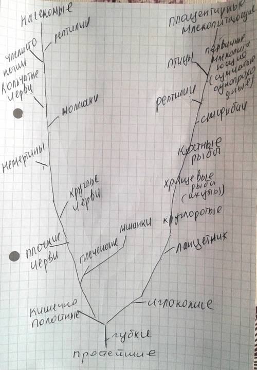 Составить древо жизни по биологии,от простейшихдо млекопитающих ,завтра сдавать
