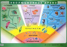 Какие животные произошли от моллюсков? а)кольчатыеб)паукив)членистоногие г)хордовыед)нет верного отв