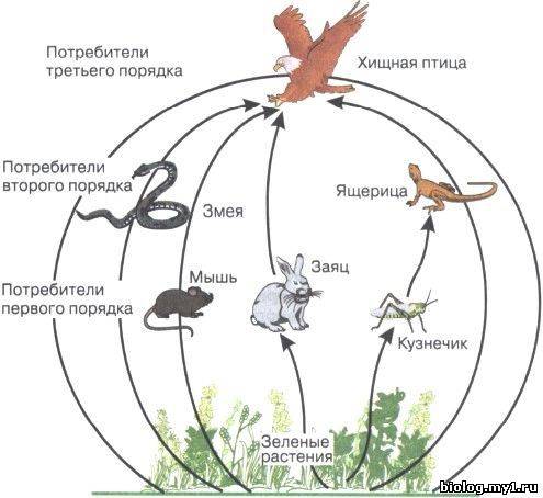 Составить пищевую цепь из 8-9 пунктов