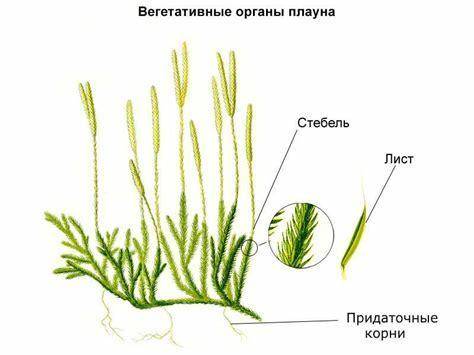 Вегетативні органи : плауна і хвоща .