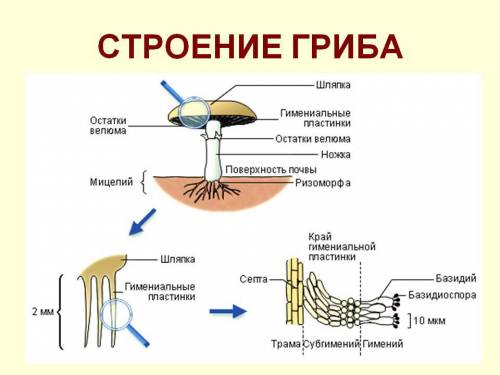 Тест на тему строение гриба 2 класс