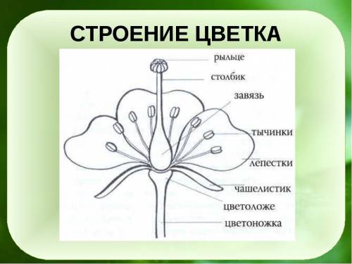 Какое строение цветка в соцветии ноготки и маргаритки