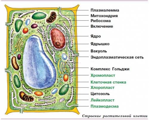 Чим схожі і чим відрізняються клітини прокаріот та еукаріот?