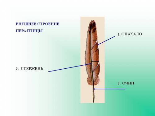 Расмотрите перо птицы,опредлите его очин,ствол,поехало