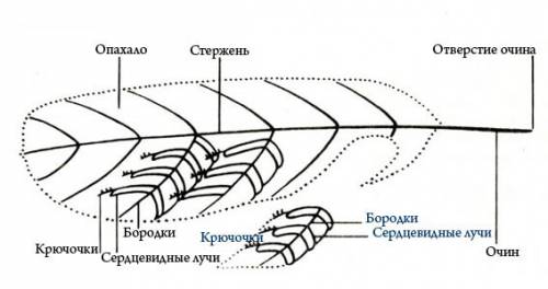 Изучи перо птицы.найди стержень,опахало,