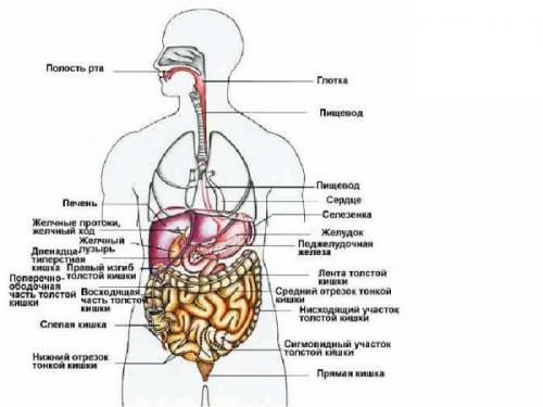 Что это за орган? думаю это может быть почка, но не уверена​