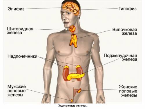 Создать интеллект карту по биологии на тему железы внутренней ! желающих просто на халяву получить н