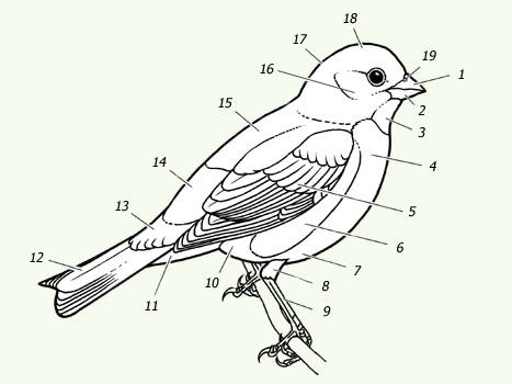 Из каких частей состоит тело воробья?