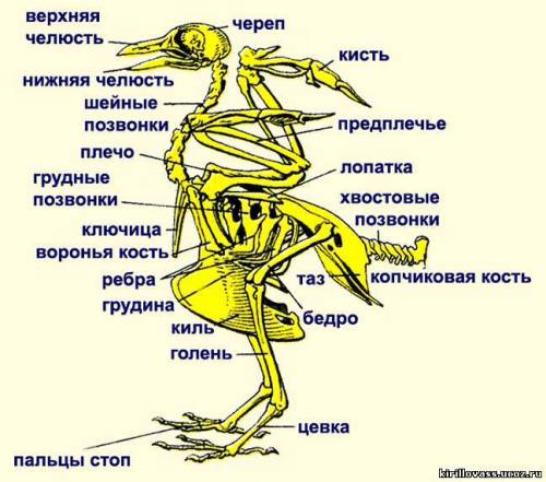 Внешнее строение и скелет птиц лабораторная работа 7 класс