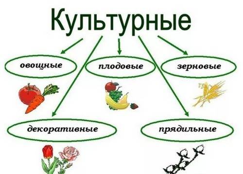 Реферат на тему культурные растения