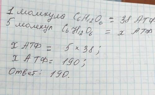 Вклетке человека полностью расщепилось 5 молекул глюкозы. укажите количество синтезированных молекул