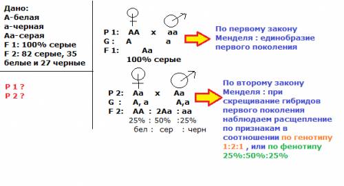 Скрещивание черных мышей с белыми дало серое потомство . скрещивание же гибрилов первого поколения м