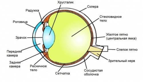 Установите, в какой последовательности световые сигналы к зрительным рецепторам: а) хрусталик; б) ро